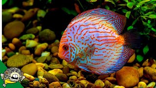 Discus Fish Care Guide  FOR BEGINNERS