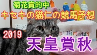 天皇賞秋2019　キセキの猫仁の競馬予想