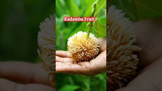 Episode-96 of Vedic Recipes ( कदंब का फल) Kadamba Fruit Benefits #shorts