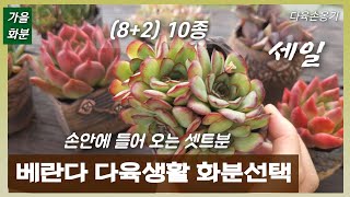 베란다 .걸이대 다육생활 🌿(너무 길지도.무겁지도.크지도) 🔹️ 않는 손안에 들어온 화분선택 중요