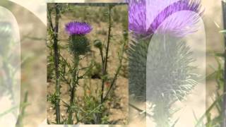 Бодяк обыкновенный (Cirsium vulgare)