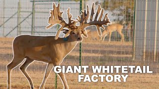 GIANT WHITETAIL FACTORY! | DaVine Genetics