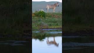 adorable 🥰 Zebra #usa #zebra #world #uk #love #china #india #adorable #nepal #adventure #white