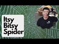 Itsy Bitsy Spider