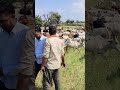 सियाणा गौशाला में गौ माता को देखते हुए cow india gaumata siyana animals goushala maa