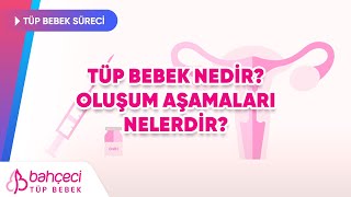 Tüp Bebek Nedir, Oluşum Aşamaları Nelerdir? | Bahçeci Tüp Bebek