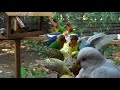 budgie lovebirds eating time 虎皮鸚鵡 牡丹鸚鵡 愛情鳥吃飯時間