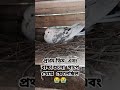 pigeonlover pigoneegg নিজের বাচ্চার জন্য নিজে না খেয়ে দেয়ে ডিম গুলোকে খেয়াল রাখছে মা😔❤️