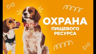 Дрессировка собак. Охрана пищевого ресурса - собака не разрешает забирать у неё еду изо рта.