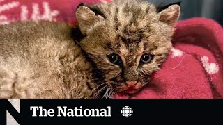#TheMoment a bobcat kitten was rescued during post-tropical storm Lee