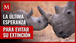 Implantan con éxito embrión de rinoceronte blanco para salvarlo de la extinción