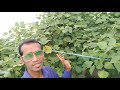 apsa80 adjuvant farming spray live result किसानो का दोस्त crop performance maximizer biodegradable