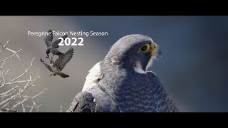 Ultimate Peregrine Falcon Nesting Season Scenes. #falcon #birdsofyoutube #birdlovers #raptor