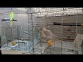 今日のリンちゃんミルくん〈10〉2025.01.20セキセイインコ オキナインコ budgerigar parakeet