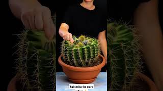 incridible plants will amaze you 😱/#shorts #plants #viral #hacks #5minutecrafts