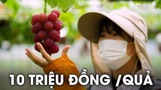 Vì Sao Nho Ruby Roman Nhật Bản Đắt Đỏ Đến Vậy? | Giới Thượng Lưu