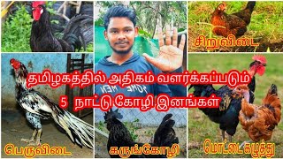 தமிழகத்தில் அதிகம் வளர்க்கப்படும் 5 நாட்டுக்கோழி இனங்கள்|koli valarpu murai tamil|kozhi valarpu