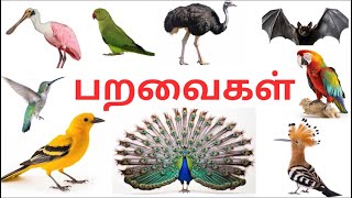 பறவைகளின் பெயர்கள் | Birds name in Tamil and English || kids educational video