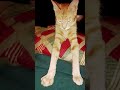 मेव्हणा आणि दाजींची भन्नाट कॉमेडी funny comedy cat memes viral marathidubbing gavrancomedy shorts