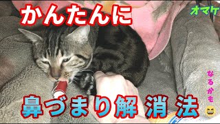 簡単に鼻づまり解消法と猫2