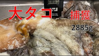 【 巨大タコ捕獲 】　師匠の前で巨大タコを釣りあげました。　たかちゃんタコを釣りに行く！