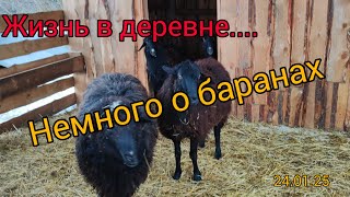 Как живут в русской деревне/Овцеводство,наше поголовье/Обзор хозяйства.