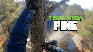 Climbing and Removing a Triple-Stem Pine with a Co-Dominant Top