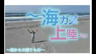 我が家の前に、ウミガメがやって来たぁ〜。ウミガメの産卵を詳しくお伝えします。