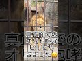 オリト最大級の咆哮！！本編は8月9日公開 旭山動物園 動物 shorts ライオン