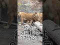 オリト最大級の咆哮！！本編は8月9日公開 旭山動物園 動物 shorts ライオン