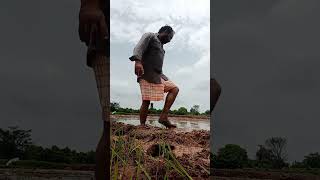 #కష్టంఅంటేతెలిసినోడు #రైతన్న #brkcreations #ytshorts #viral #indianfarmer #farming #shorts#telangana