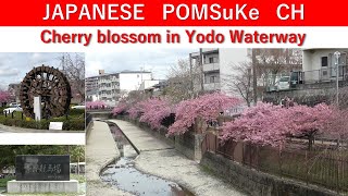 Cherry blossoms in Yodo Waterway, Kyoto./JP POMSuKe