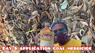 Punlang sibuyas day-5 apply goal herbicide 👉🌰25ltrs power spray