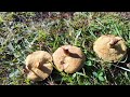 oberon sapphire bend fossicking for sapphires u0026 foraging wild mushrooms