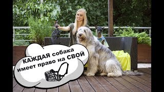 КАК НАМОРДНИК МОЖЕТ ЗАЩИТИТЬ ВАШУ СОБАКУ