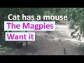 Cat Has Mouse, Magpies Want It