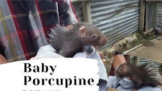 Cutie || Baby Porcupine in Srilanka || Iththawa || ඉත්තෑවා  😍🥰😊