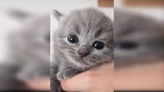 Baby Cats - Cute and Funny Cat Videos Compilation #23 | Happy Pets