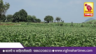 जोरदार पावसाने बळीराजा सुखावला l सोयाबीनचे पीक तरारले l धरण क्षेत्रात पाणी वाढले l