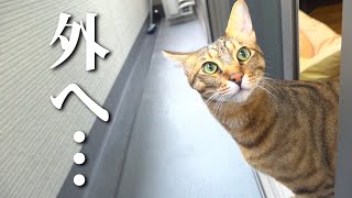 猫たちがベランダから外に飛び出しました