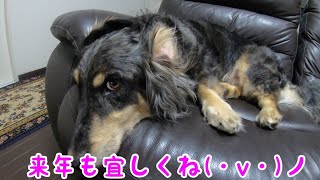 今年一年ありがとうございました。ミニチュアダックスとラブラドールのミックス犬くう