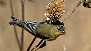 Lesser Goldfinch Bird - Call, Dining Acrobatics