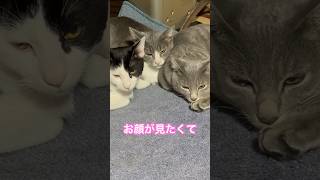 ネコと子ネコとおじさん　ニャンコ団子上からとお顔と　#shorts #cat #cats #ねこ #ねこのいる生活 #猫 #保護猫 #猫のいる暮らし #猫動画 #猫団子