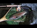 ヤマメとイワナの渓流へ釣りに行く・ニジマスも釣れた？ フライフィッシング　北海道 fly fishing japan