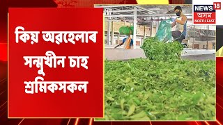 Assam News: Assam Tea Workers | ৰোলাৰ মেচিনত সোমাই আহত চাহ শ্ৰমিক | Northeast News