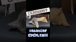 たぶん夢見てる猫 #Shorts