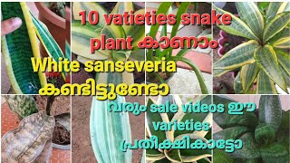 വെള്ള നിറത്തിലുള്ള snake plant എന്തു ഭംഗിയാണു കാണാൻ