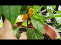 MOA Yellow Scotch Bonnet - taste review