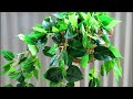 6 best hanging houseplants that won’t die easily