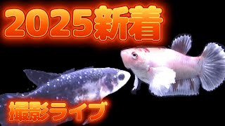 究極のベタ　2025年新着ベタのライブ　2025年2月8日　#タイ産ベタ　#ジャイアント  BETTA　#高知熱帯魚サービス